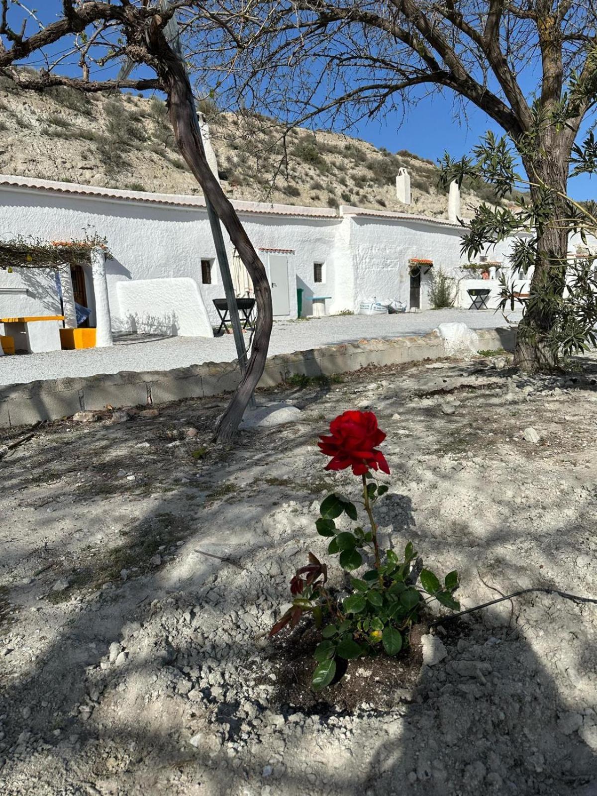 Alojamientos Cuevas Tiana El Aljibete Dış mekan fotoğraf